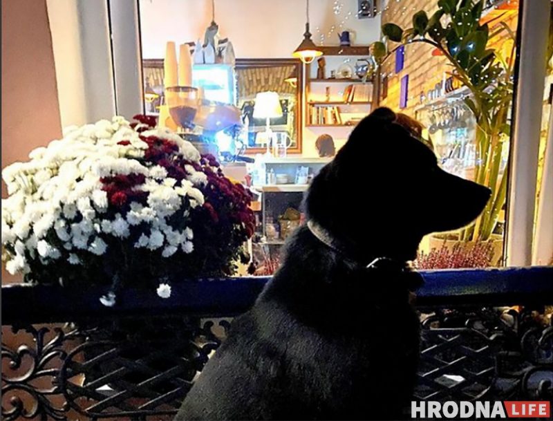 “У него нет дома, но есть инстаграм”. Бездомный пес Барон из Гродно рассказывает о своей жизни в соцсетях