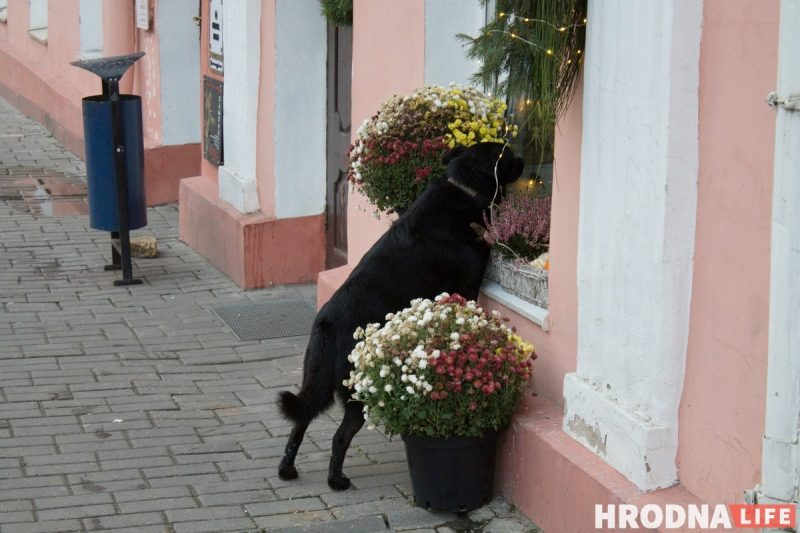 бездомный пес Барон стал собакой блогером