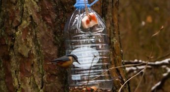 Не кормить, а подкармливать. 8 видов кормушек и чек-лист по еде для птиц от орнитологов