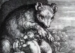 хлопчык мядзведзь беларускі Маўглі, Малюнак з першага тома «Гісторыі Польшчы» Бернарда О'Конара