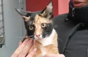 Взяла бесплатно, пыталась продать как породистую. Как гродненка пыталась заработать на кошке