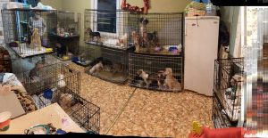 Владелицу собак со скандального питомника под Кореличами наказали штрафом. В августе будет еще один суд Владелицу собак со скандального питомника под Кореличами наказали штрафом. В августе будет еще один суд