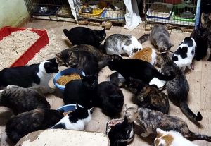 Гродненский пункт содержания бродячих животных переполнен. Силы волонтеров - на пределе возможностей Гродненский пункт содержания бродячих животных переполнен. Силы волонтеров - на пределе возможностей