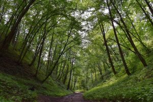 Королевские парки и охранные посадки. Топ-7 незнаменитых мест Гродно, где можно погулять весной Парк Панямунь