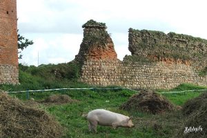 Через суд ликвидируют фонд “Кревский замок”. Он 18 лет изучал и помогал сохранять наследие Крево (обновлено) Кревский замок.