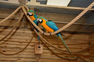 Попугайня в Гродно