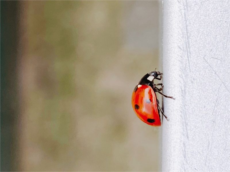 В Беларуси - нашествие божьих коровок. Целые тучи насекомых видели в Гродненской области Божья коровка нашествие божьих коровок в Беларуси