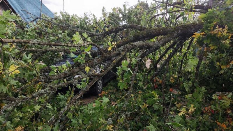 Шквалистый ветер в Гродненской области ломал деревья - МЧС выезжало их убирать