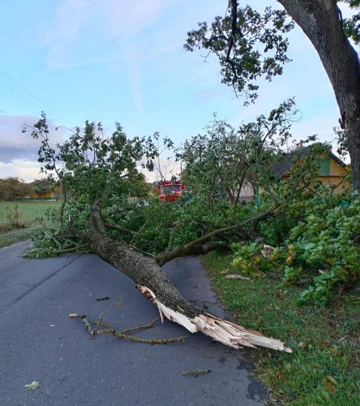 Шквалистый ветер в Гродненской области ломал деревья - МЧС выезжало их убирать