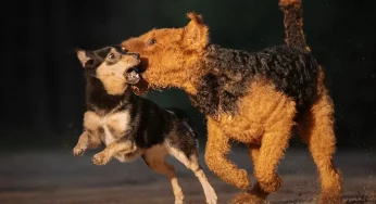 Как животные переживают обыски, эмиграцию и заключение хозяина: узнали у зоопсихолога, которая сама перенесла свое дело за границу