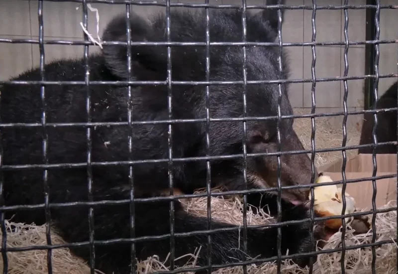 Медвежонок ест яблоко в гродненском зоопарке