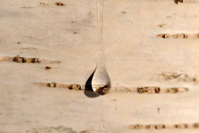 Вот-вот пойдет березовый сок. Как собирать, и что будет, если нарушить правила? как собирать березовый сок