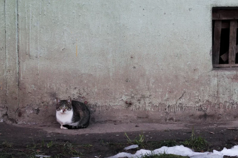 Гродненским котикам нашли новый домик. Но аренда там дороже — волонтеры просят помощи помощь бездомным котам в Гродно