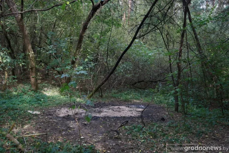 Томинский лес. Фото: grodnonews.by