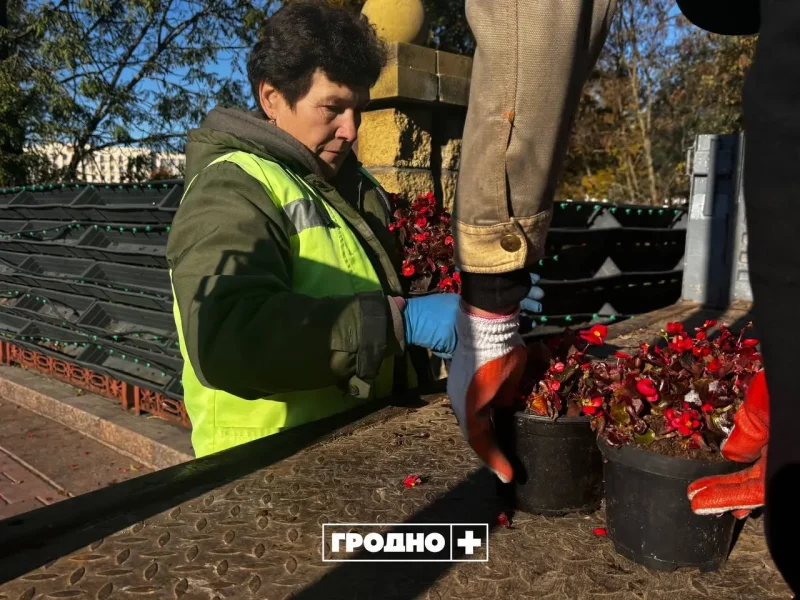 К зиме в Гродно убирают вертикальное озеленение. В следующем сезоне горожанам обещают сюрприз В Гродно убирают вертикальное озеленение. Фото: "Гродно Плюс"