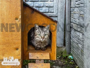 Под Гродно построили домик для бездомных котов – он похож на деревянную избушку Домик для котов под Гродно. Фото: NewGrodno.by