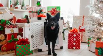 Животные из гродненского приюта получили первые подарки от тайных Сант — пункты выдачи заказов переполнены