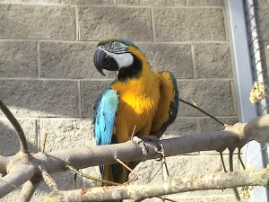 На мартышку - 600 рублей, а на зубра - 8000. Как стать опекуном животных в Гродненском зоопарке На мартышку - 600 рублей, а на зубра - 8000. Как стать опекуном животных в Гродненском зоопарке