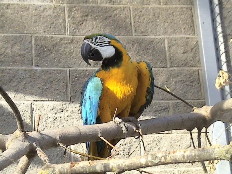 На мартышку - 600 рублей, а на зубра - 8000. Как стать опекуном животных в Гродненском зоопарке На мартышку - 600 рублей, а на зубра - 8000. Как стать опекуном животных в Гродненском зоопарке