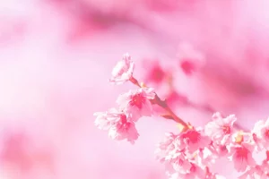 “Самый нежный весенний праздник”. Как женщин Гродно поздравляют с 8 марта и что с этими поздравлениями не так? Розовые лепестки весенних цветов - таким часто бывает результат поиска в интернете по фразе "8 марта". Фото: Steven Su, unsplash.com