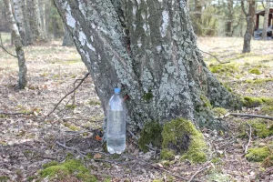 Три Беловежские пущи. Как ограждения на границе меняют лес и животный мир в Беларуси, Польше и между заборами Три Беловежские пущи. Как ограждения на границе меняют лес и животный мир в Беларуси, Польше и между заборами