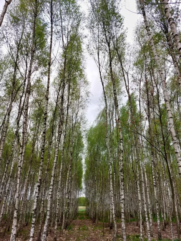 березы в роще Юрия Калины, где можно добывать березовый сок