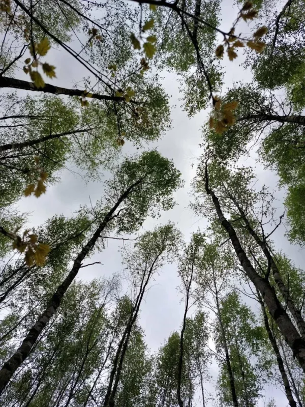 березы в роще Юрия Калины, где можно добывать березовый сок