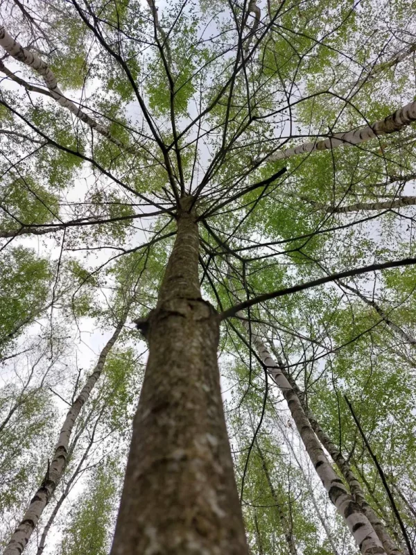 Березовая роща. Фото из архива Юрия Калины