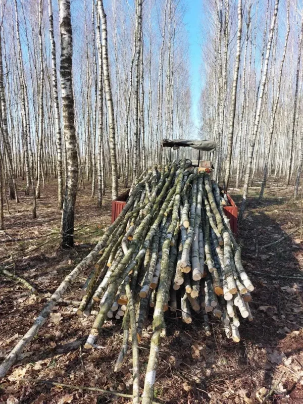Березовая роща. Фото из архива Юрия Калины