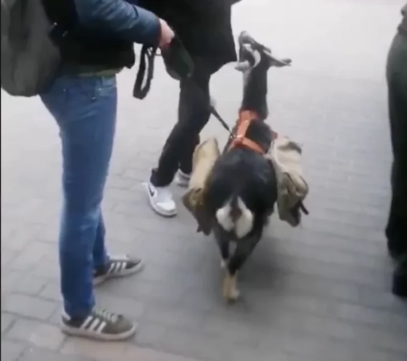 В праздновании Дня победы задействуют животных. Участвует и коза из Гродненского зоопарка В праздновании Дня победы задействуют животных. Участвует и коза из Гродненского зоопарка