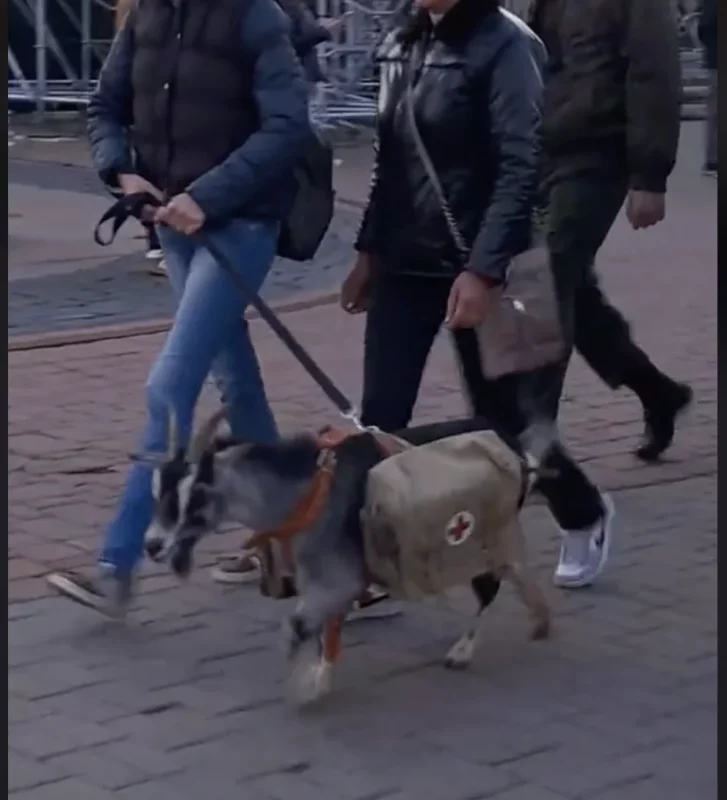 У святкаванні Дня перамогі задзейнічаюць жывёлін. Удзельнічае і каза з Гродзенскага заапарка