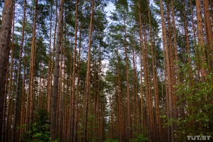 “Малая Катынь”. 80 лет назад под Гродно началась крупнейшая послевоенная карательная операция Лес около деревни Калеты, 2020 год. Фото: TUT.BY