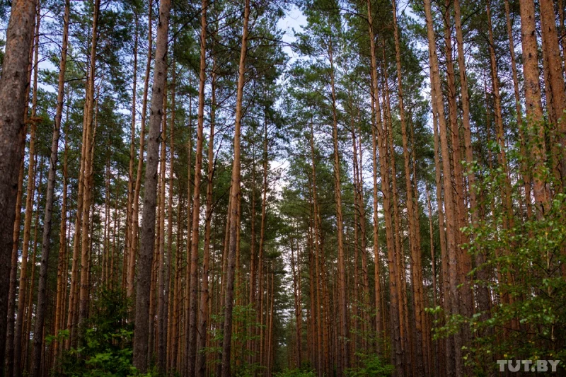 “Малая Катынь”. 80 лет назад под Гродно началась крупнейшая послевоенная карательная операция Лес около деревни Калеты, 2020 год. Фото: TUT.BY