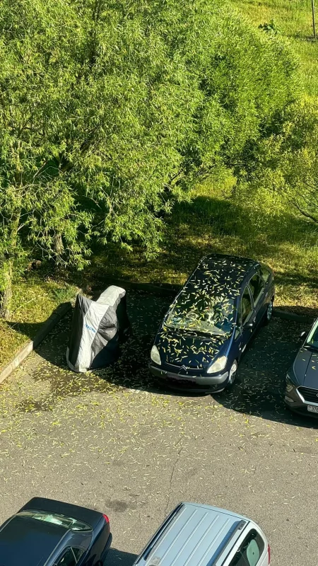 У Гродне лісце дрэў пажаўцела і абсыпалася. Гараджане шукаюць прычыну