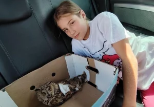 Белорус спас раненую ушастую сову – теперь она живет у него дома на передержке 