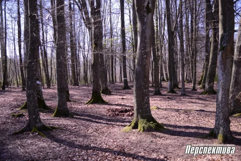 Аб'екты без «піяру»: Гродзенскі лясгас адкрывае новыя турыстычныя маршруты