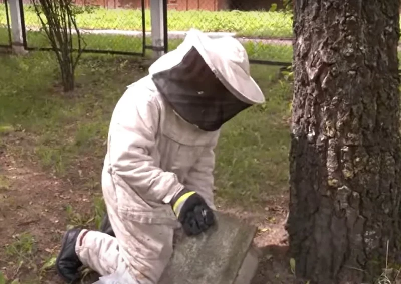 У Гродне стала больш вос і шэршняў: што рабіць, калі знайшлі гняздо і як абараніцца ад насякомых