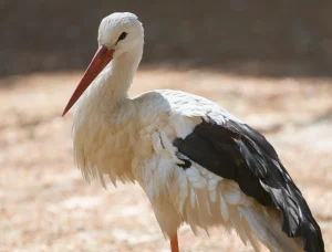 В центре Гродно поселился аист. Горожане попытались ему помочь, но вышло не сразу В центре Гродно поселился аист. Горожане попытались ему помочь, но вышло не сразу