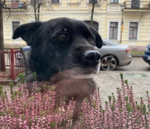 «Есть шанс дождаться свой дом». Гродненскому инстаграмному псу Барону нашли временную передержку «Есть шанс дождаться свой дом». Гродненскому инстаграмному псу Барону нашли временную передержку