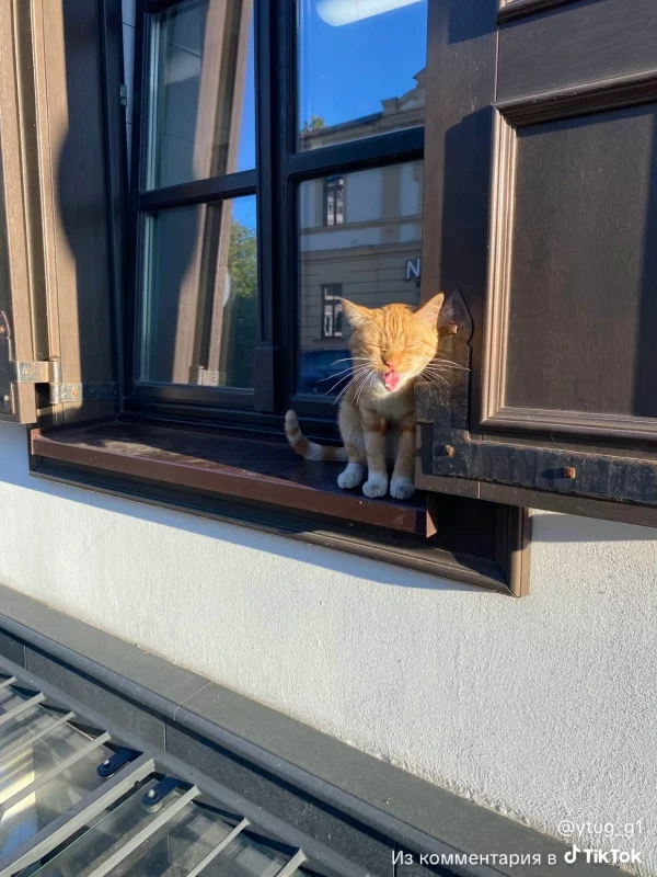 В Гродно появилась новая знаменитость — рыжий кот