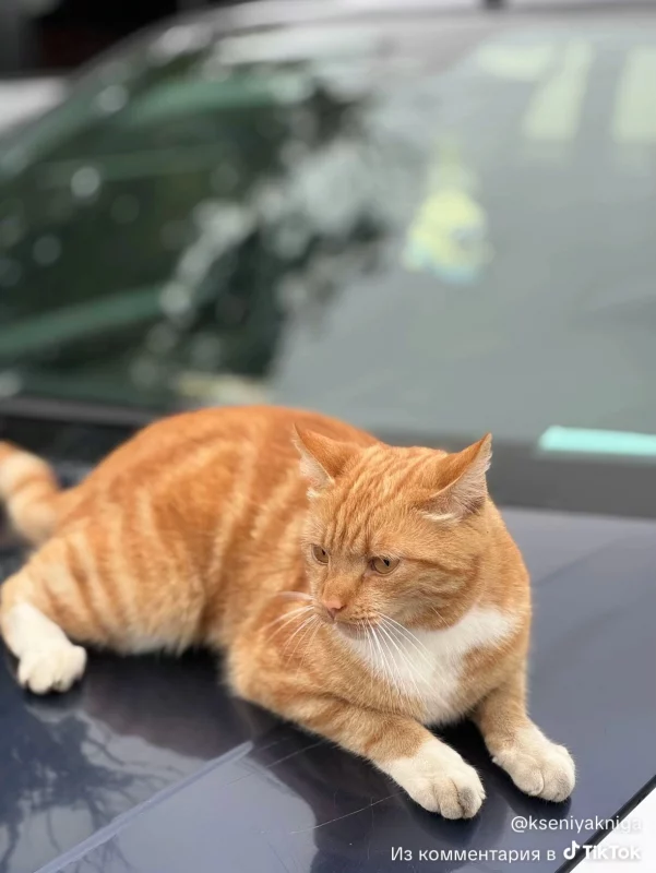 В Гродно появилась новая знаменитость — рыжий кот