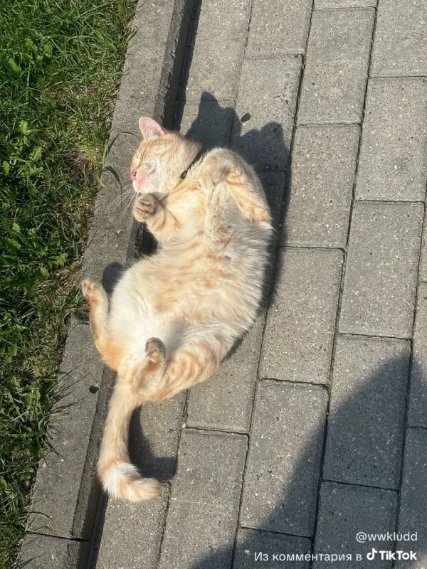 “Выбил зубы с левой стороны”. Журналисты нашли хозяйку популярного в соцсетях кота из Гродно