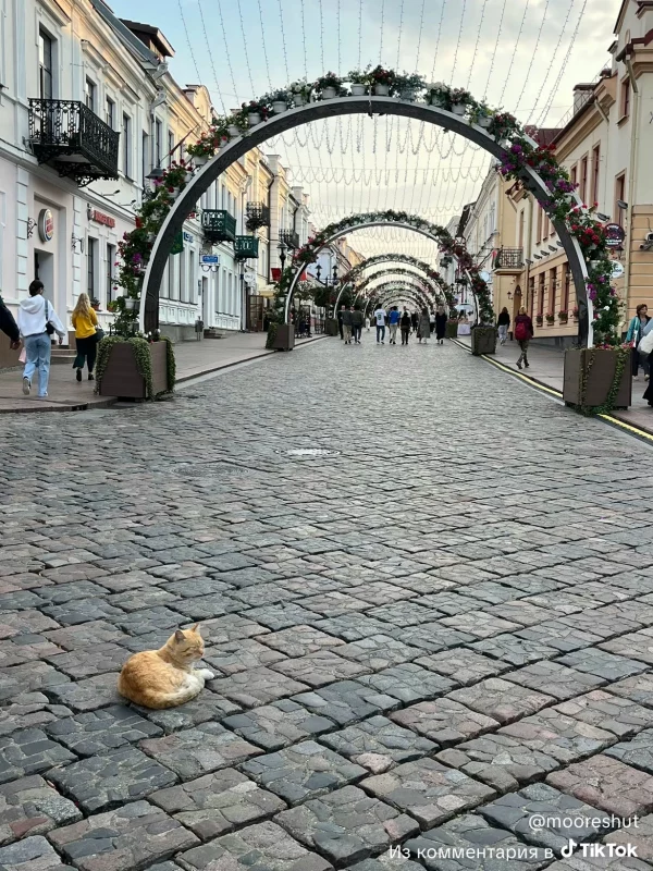 “Выбил зубы с левой стороны”. Журналисты нашли хозяйку популярного в соцсетях кота из Гродно