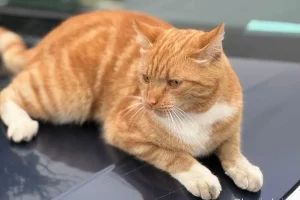 В Гродно появилась новая знаменитость — рыжий кот 