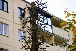 Гродненцу мешает липа, которую много лет назад посадили во дворе его дома. Что сказали в УЖРЭП? Гродненцу мешает липа, которую много лет назад посадили во дворе его дома. Что сказали в УЖРЭП?