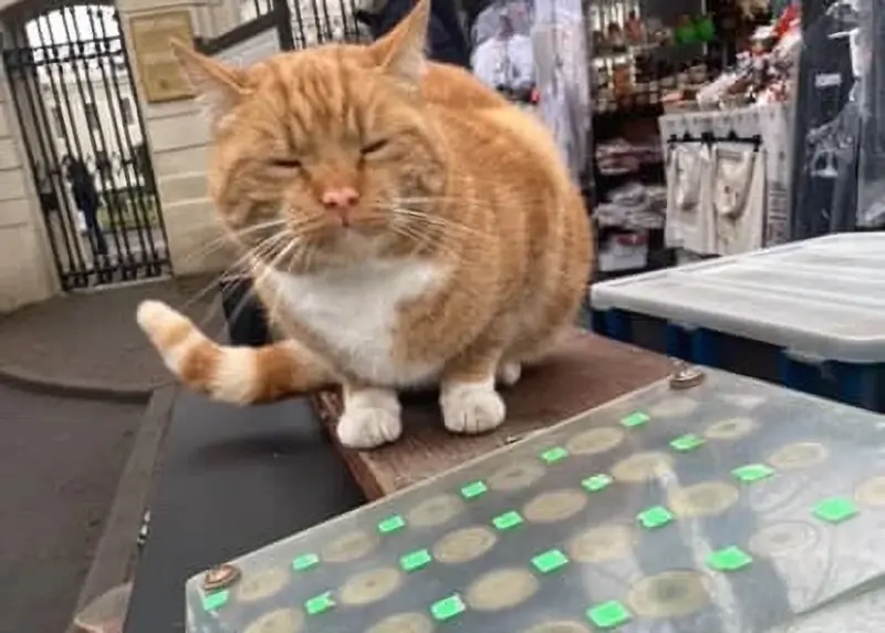 Гродзенка выратавала «двайнiка» знакамітага Рыжага з Савецкай. Жывёла ў цяжкім стане, ёй патрэбна дапамога