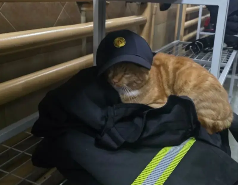 Гродзенка выратавала «двайнiка» знакамітага Рыжага з Савецкай. Жывёла ў цяжкім стане, ёй патрэбна дапамога