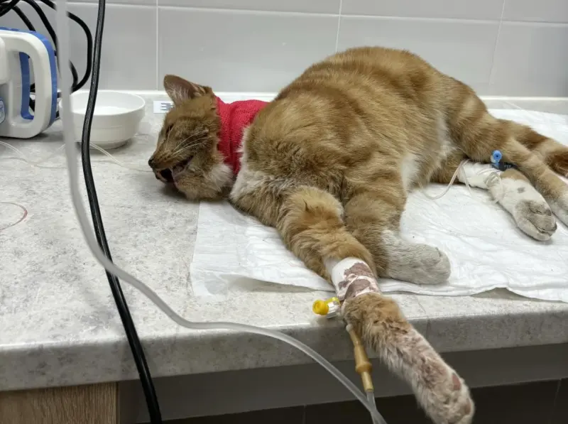 Гродзенка выратавала «двайнiка» знакамітага Рыжага з Савецкай. Жывёла ў цяжкім стане, ёй патрэбна дапамога