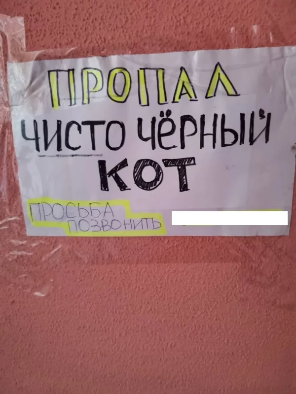 Гродзенка страціла "чыста чорнага" ката - неабыякавыя яго вярнулі