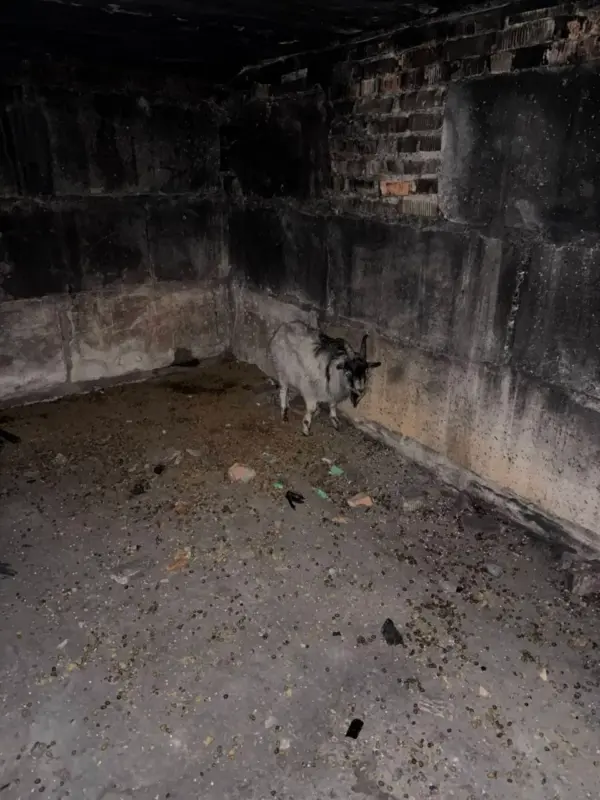 Пад Мінскам замярзаюць дзве казы — новых гаспадароў шукаюць па ўсёй Беларусі